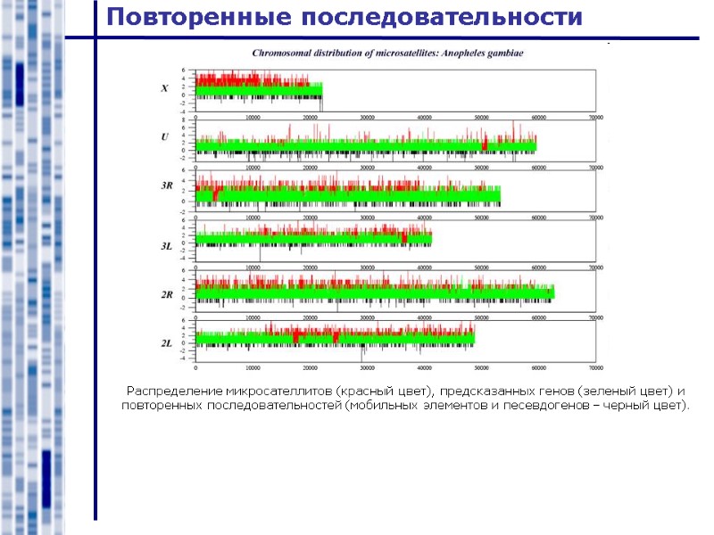 Повторенные последовательности Распределение микросателлитов (красный цвет), предсказанных генов (зеленый цвет) и повторенных последовательностей (мобильных